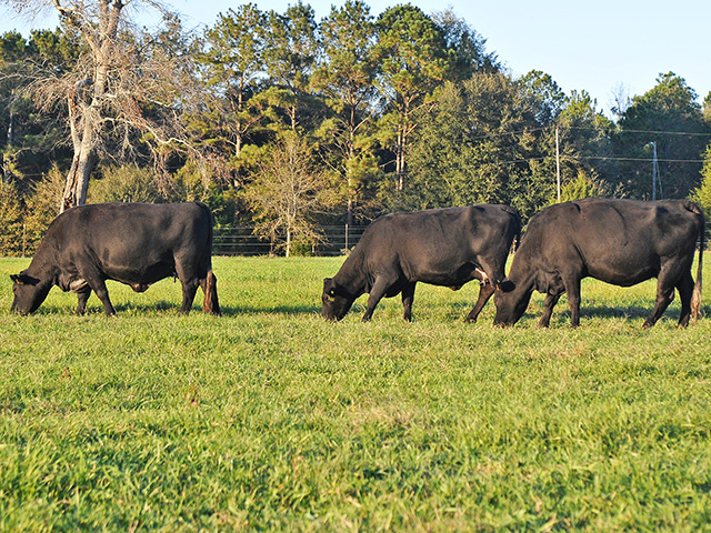 Pasture quality and the forage values therein should play a large part in rental rate negotiations.(DTN/Progressive Farmer image by Becky Mills)